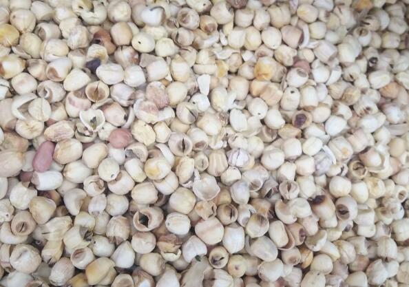 莲子加工机械化，产业升级新机遇