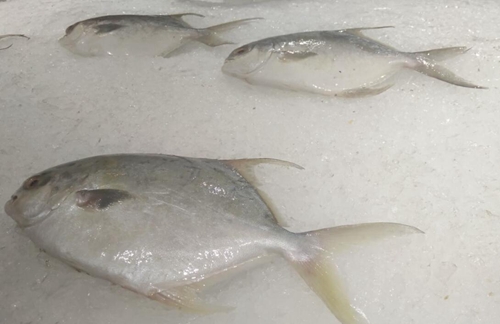 關于《-196℃液氮冷凍破碎鎖鮮通用技術規(guī)范》團體標準立項計劃征求意見的通知