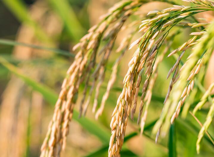 濮陽市政府籌措資金500萬元用于購置移動式烘干設備 全力保障秋糧顆粒歸倉