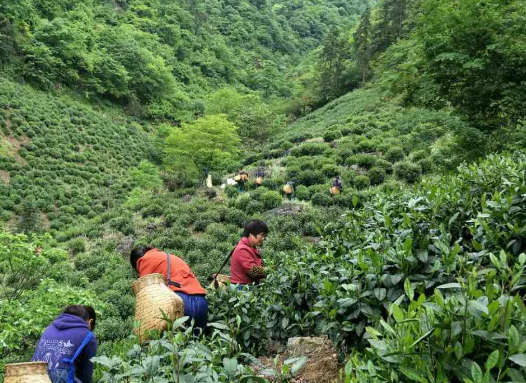 农业农村部部署“十五五”果菜茶产业高质量发展工作